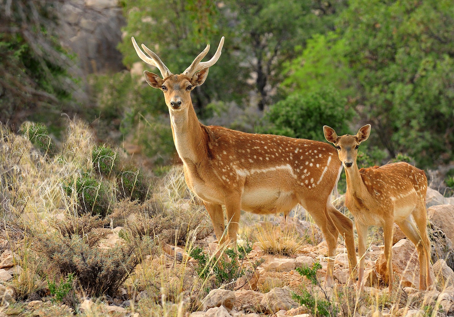 لزوم تبدیل سایت گوزن زرد ارسنجان به جاذبه گردشگری