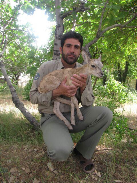 صدور حکم قصاص نفس برای قاتل محیط بان فارسی