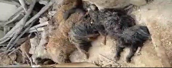 تلف شدن  40 رأس گوسفند و بُز در مراغه