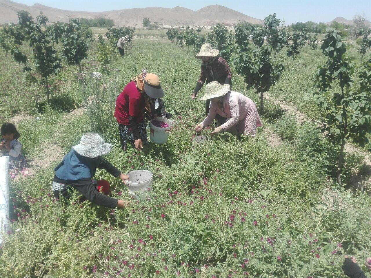 برداشت گل گاوزبان در کوهبنان