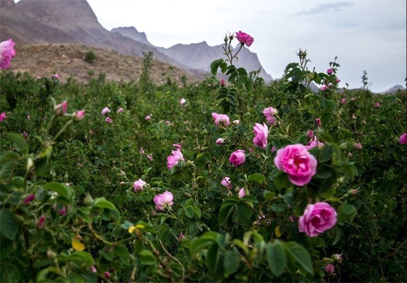 تولید ۷۰۰ تُن گل محمدی در کُردستان