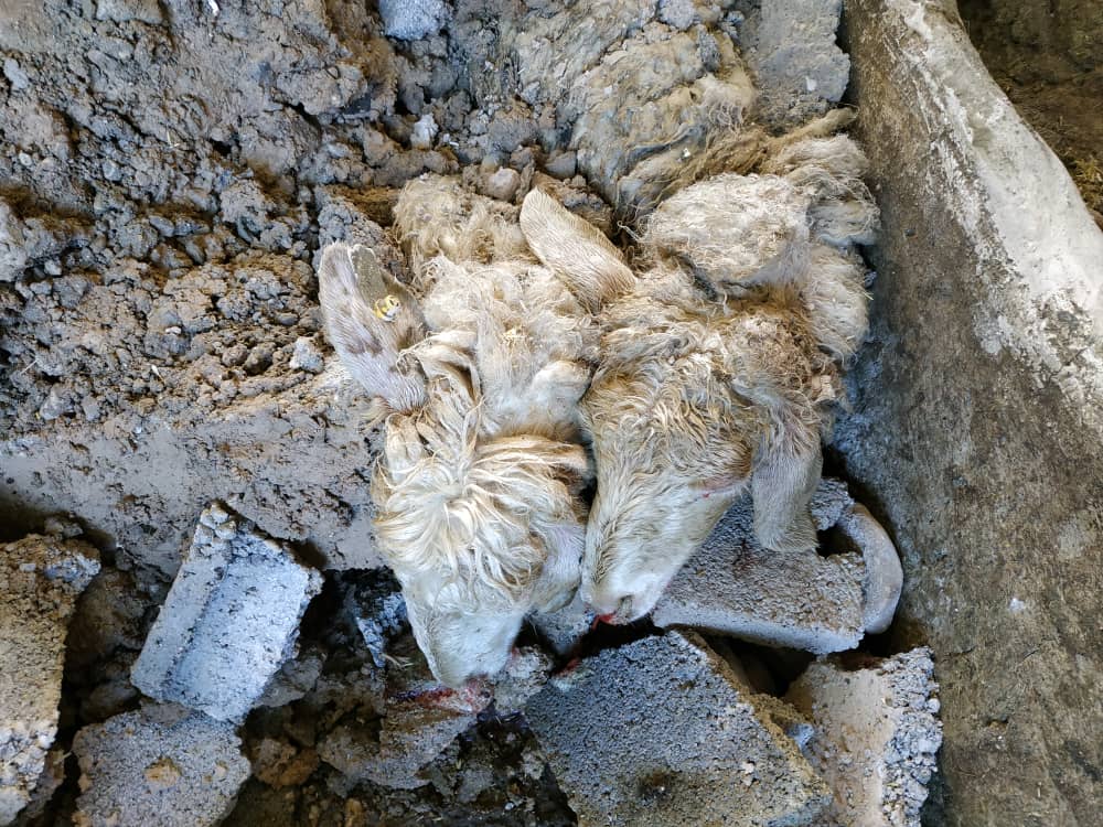 تلف شدن گوسفندان دامدار سرآسیابی در سیل اخیر