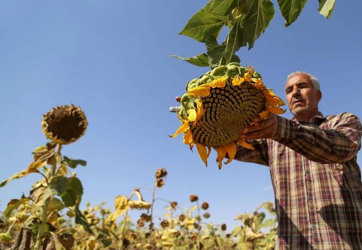 آغاز برداشت آفتابگردان در کالپوش