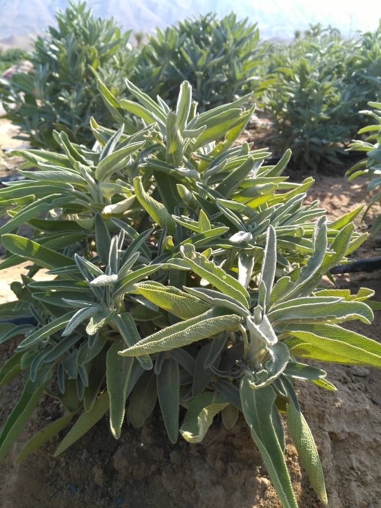 به منظور احیاء باغات زیتون در مرودشت