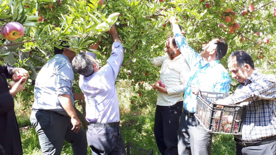 اهدا ۱۵ تن سیب به نیازمندان اهدا ۱۵ تن سیب به نیازمندان