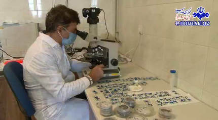 شناسایی ۱۳ نوع قارچ بیماری زای گیاهی جدید در مراغه شناسایی ۱۳ نوع قارچ بیماری زای گیاهی جدید در مراغه