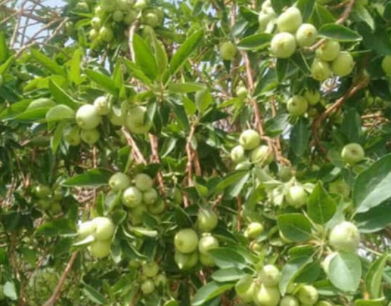 آغاز برداشت سیب درختی دربشاگرد