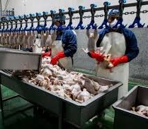 مرغ ها، گرسنه بی تدبیری