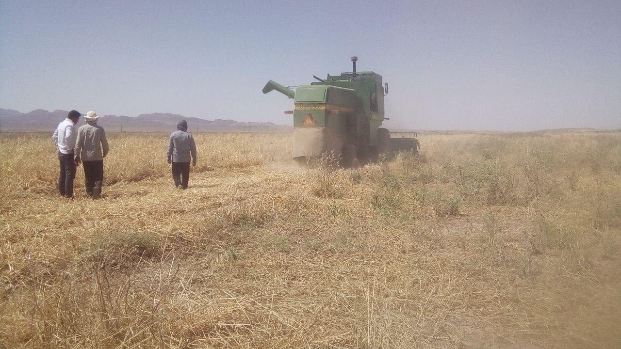 آغاز برداشت جو از مزارع شهرستان خواف