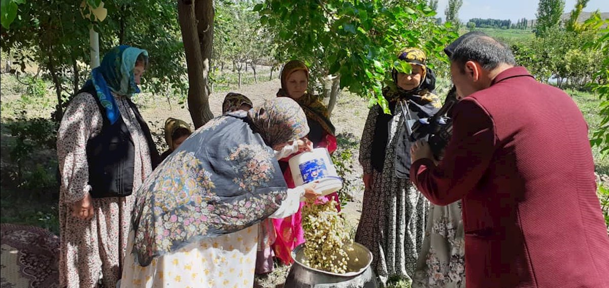 دوشاب گیری در مشگین شهر