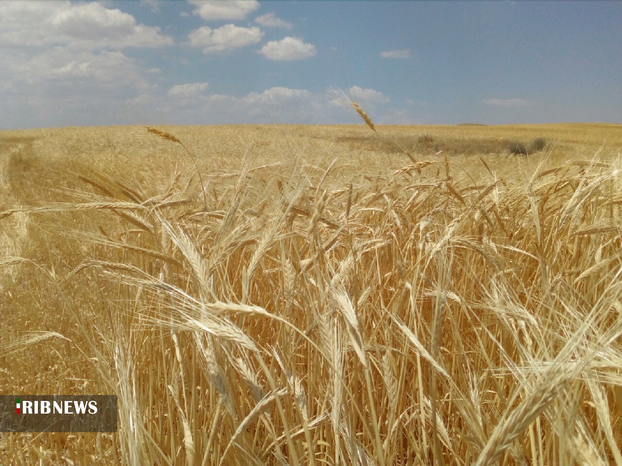 آغاز برداشت خوشه های طلایی در ابهر