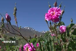 درآمدی نهان به نام عرقیجات در کرمان