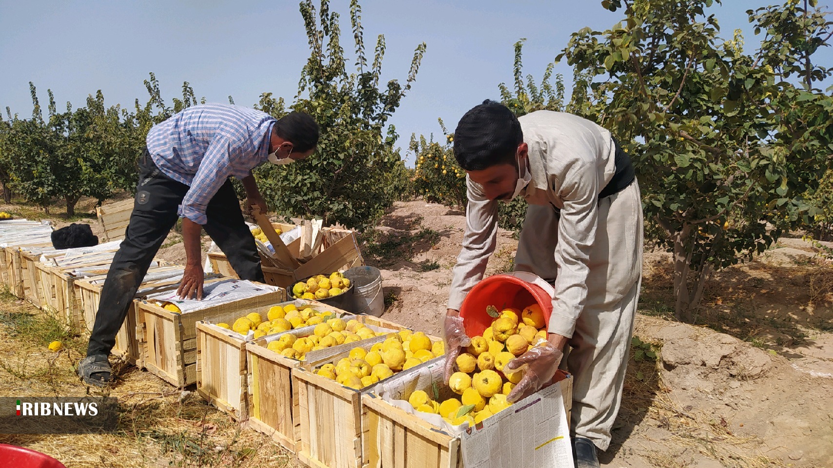آغاز برداشت محصول  آغاز برداشت محصول