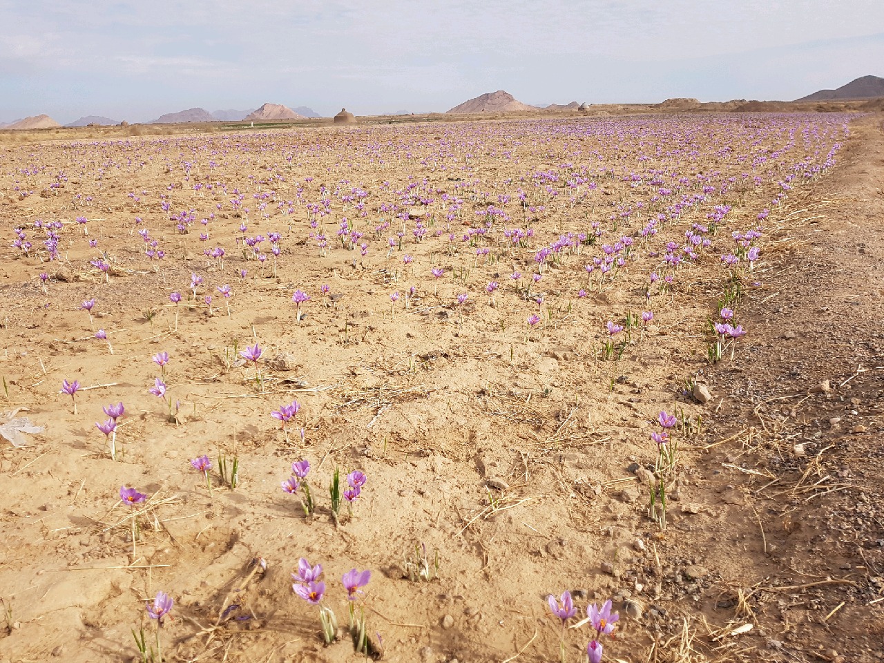 کاهش 30 درصدی برداشت محصول زعفران در بجستان