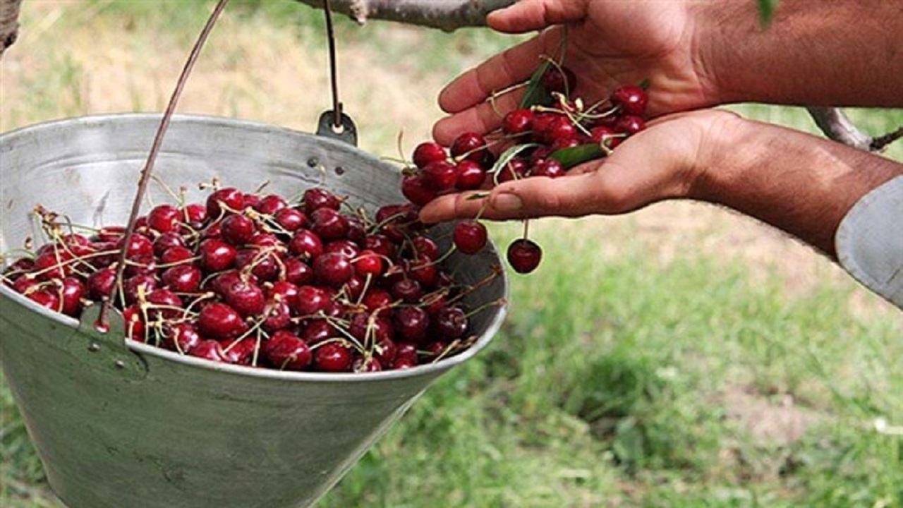 هفت هزار تن آلبالو از باغ‌های قزوین برداشت می‌شود ‏