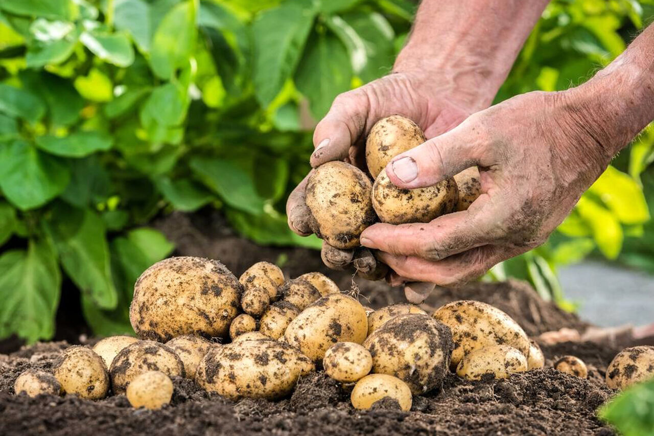 راه اندازی سایت تولید بذر سیب‌زمینی در شهرستان اردبیل