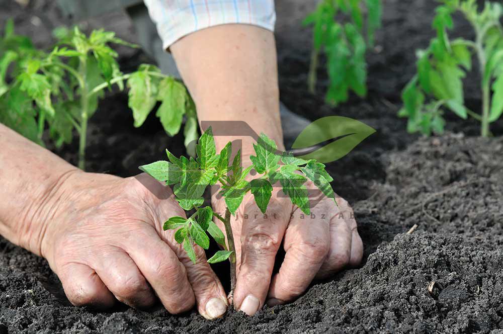 آغاز کشت نشایی گوجه فرنگی در مرودشت