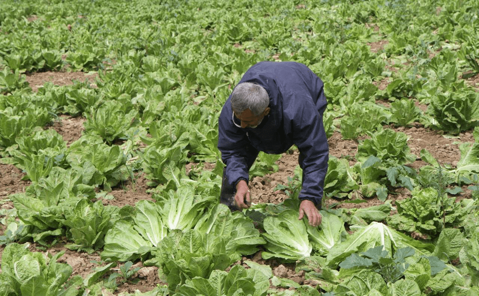 برداشت کاهو از مزارع حمیدیه برداشت کاهو از مزارع حمیدیه