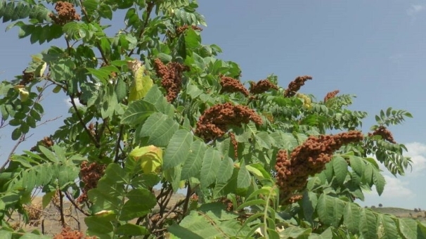 سردشت با ۷۰۰ هکتار باغ سماق قطب تولید این محصول در منطقه