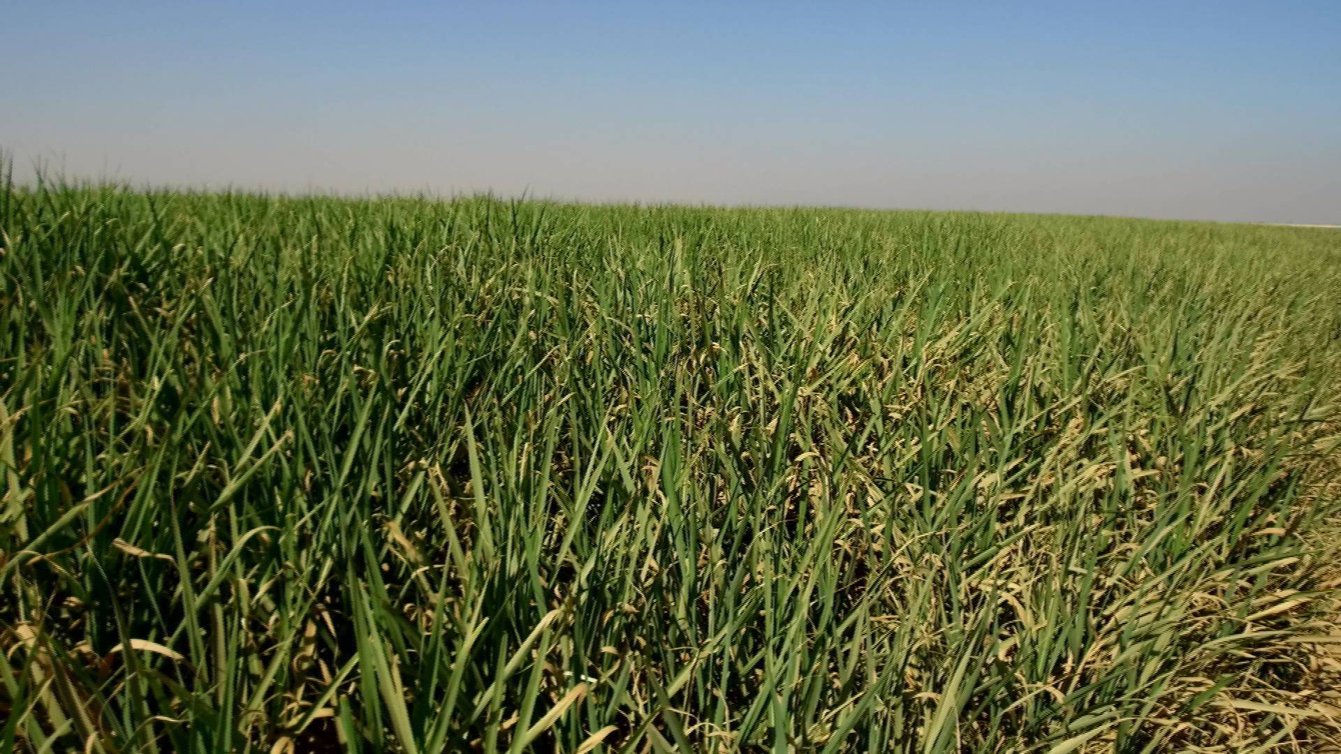 پیش بینی تحقق ۱۰۰ درصدی تولید در کشت و صنعت نیشکر دهخدا