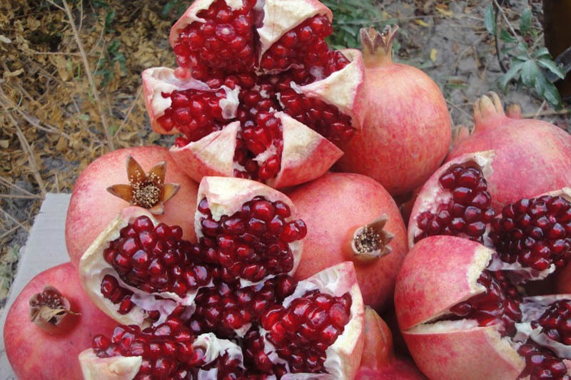 برداشت انار از باغات خوزستان برداشت انار از باغات خوزستان