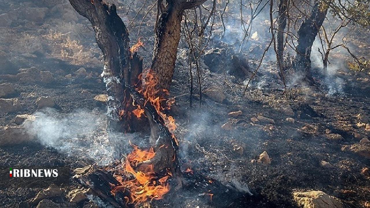 نابودی بیش از ۲ میلیون درخت بلوط در لرستان