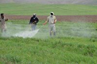 ۲۴۵ هزار هکتار از مزارع آذربایجان‌غربی سمپاشی شد