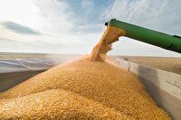  میزان خرید گندم به ۱۱۸ هزار تن رسید