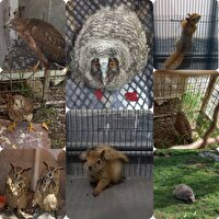 تیمار بیش از ۱۶ گونه جانوری در سه ماهه نخست سال جاری توسط محیط زیست شهرستان قروه