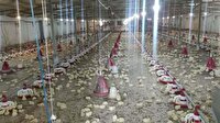 افزایش جوجه‌ریزی در واحدهای پرورش مرغ گوشتی بابل