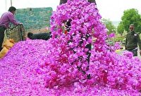 خرید توافقی ۲۳۰ تن گل محمدی از باغداران داراب