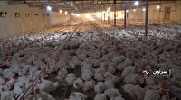 شهرستان سراوان در آستانه خودکفایی تولید گوشت سفید