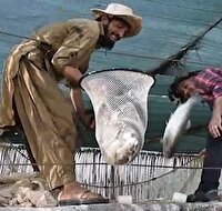 برداشت ماهی قزل آلا از استخر‌های شهرستان مهرستان
