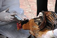 طرح ملی پایش آنفلوانزای فوق حاد پرندگان