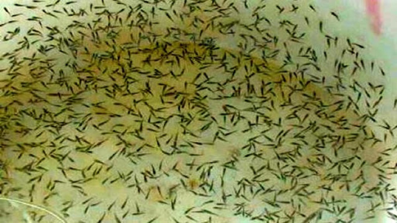 ذخیره سازی بچه میگو در مزارع آبادان و خرمشهر ذخیره سازی بچه میگو در مزارع آبادان و خرمشهر