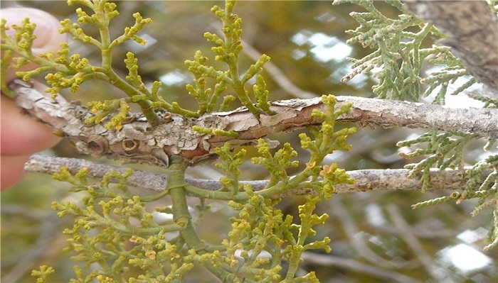 ۲۵۰ هکتار از جنگل طارم به انگل اُرس واش آلوده شد ۲۵۰ هکتار از جنگل طارم به انگل اُرس واش آلوده شد