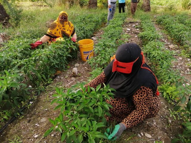 کشت فلفل تند و دلمه در بخش فین شهرستان بندرعباس