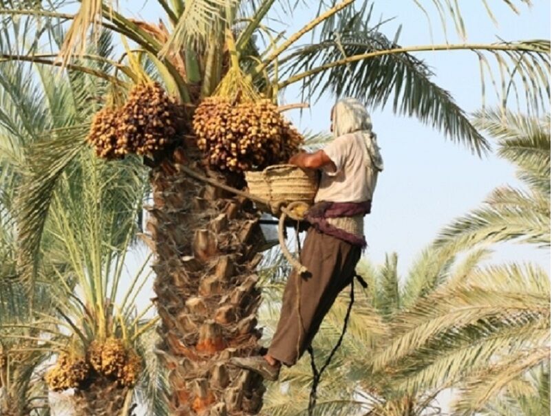 امسال خرما با تاخیر برداشت می‌شود