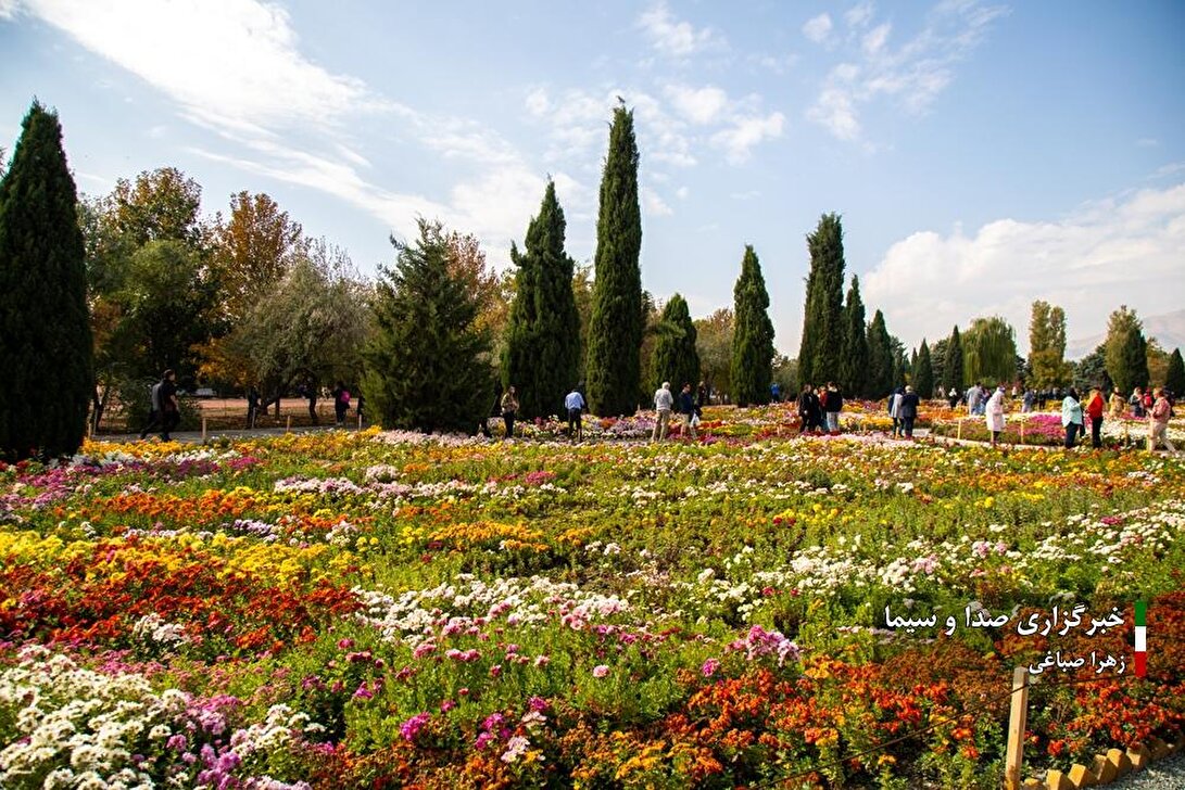 جشنواره گل‌های داودی در باغ گیاه شناسی ملی ایران