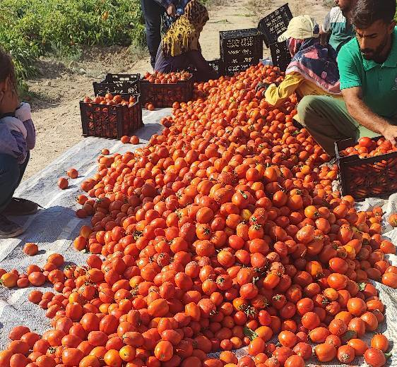 برداشت گوجه فرنگی در مزارع خوزستان