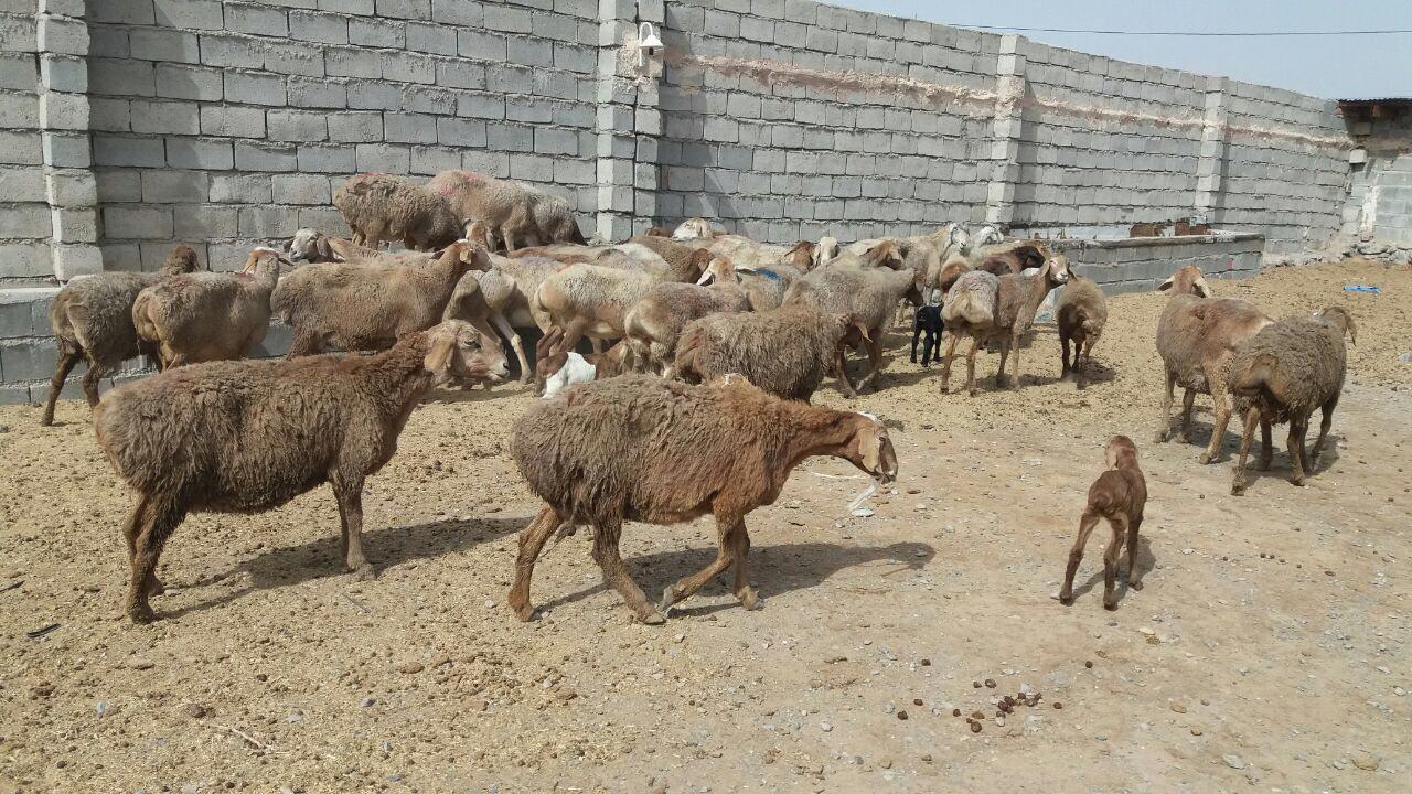 هشدار‌ دامپزشکی  خراسان جنوبی به دامداران با شروع فصل سرما