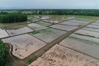 نوسازی و تجهیز ۸۹ هزار هکتار از اراضی شالیزاری گیلان