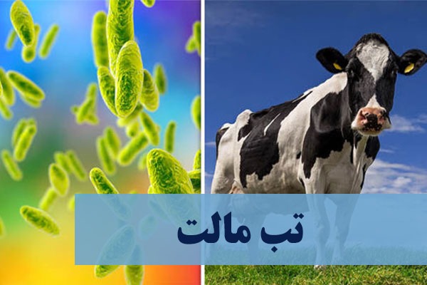 تب مالت بیماری هزار چهره‌ در گرما