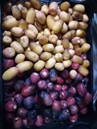 خودنمایی خارک نوبرانه در بازار های خرمشهر