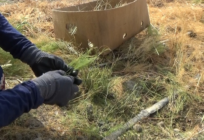 آغاز برداشت مارچوبه در رودان