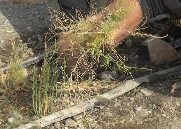 آغاز برداشت مارچوبه در رودان