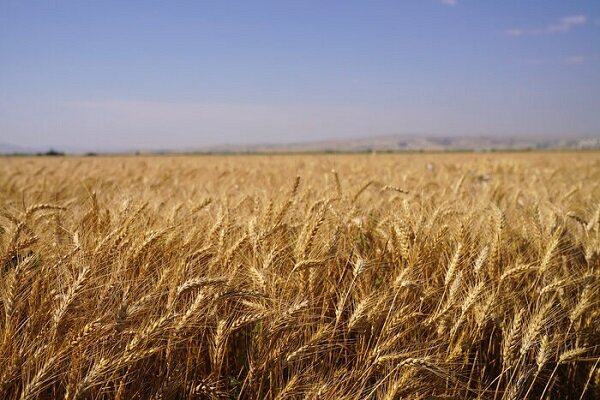 واریز مطالبات گندمکاران خوزستانی واریز مطالبات گندمکاران خوزستانی