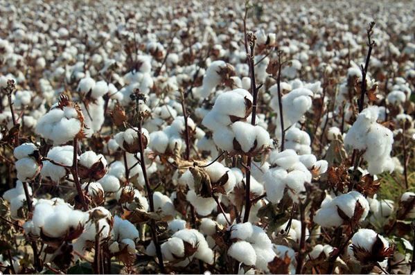 آغاز برداشت طلای سفید از مزارع خراسان جنوبی