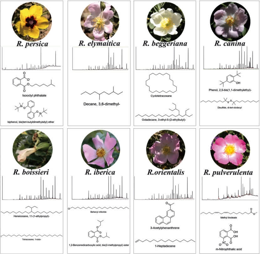 کشف  ترکیب شیمیایی منحصر به فرد در گلبرگ رزهای وحشی