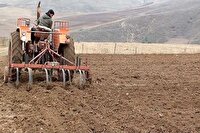 کشت پاییزه گندم در جنوب آذربایجانغربی